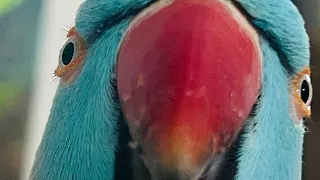 Kiwi The Blue Chicken is happy & live!