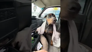 🐾.. #fyp #dream #youtube #pets #doberman