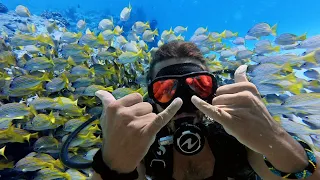 Scuba Diving at Electric Beach Oahu 🐠