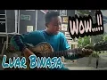 Download Lagu Anak kecil, suaranya tinggi, bawain lagu \