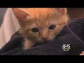 Program Helps Children With Confidence By Reading To Kittens