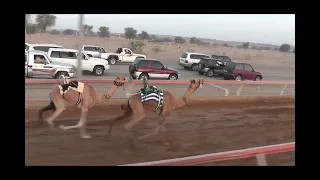               الشوط     منحاف للسيد  عبدالعزيز سعيد محمد القايدي دندنها