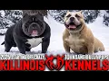 EXTREME AMERICAN BULLY PUPPIES FROM THE WORLD FAMOUS KILLINOIS KENNELS
