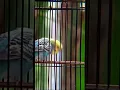 Lagu burung parkit gacor nyerecet