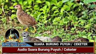 audio suara burung puyuh ceketer untuk masteran