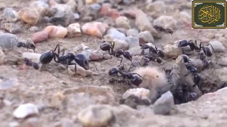 قصة سيدنا سليمان عليه السلام مع النملة والهدهد تلاوة خاشعة جدا بصوت الشيخ ماهر المعيقلي 