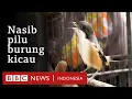 Download Lagu Nasib pilu burung kicau: Ditangkap, dijejalkan dalam kardus, dan diperdagangkan secara ilegal