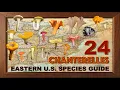 24 CHANTERELLE MUSHROOM SPECIES EASTERN U S GUIDE