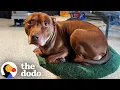 Pittie Raised With Cats Thinks He Is One The Dodo