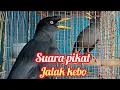 Download Lagu Suara pikat jalak kebo @Jonmanorsa 