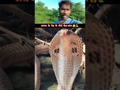बरगद के पेड़ के नीचे बैठा मिला सांप 😱 @sanjaysnake #shorts
