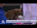 Cleveland hosts CFA International Cat Show Expo at IX Center
