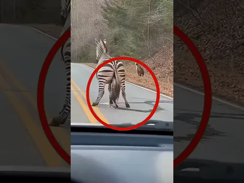 ¡3 Animales Que Mueren Después de Tener a Sus Crías! 😱