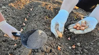 Prije jesenje sadnje crvenog luka u tlo dodajem ovo - bogata i obilna berba!