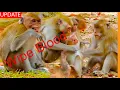 Download Lagu Mur-dured Janna !! Piper and Blacky JOIN Destroying Janna's Wellness Till Blo-od Splash
