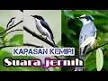 Download Lagu Suara pikatan kapasan kemiri.