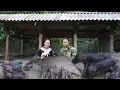 Download Lagu Result after 3 years - the mother wild boar gave birth - CEO quickly built a separate pen for it 