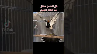 احباب صوت بلابل التمر دندنها