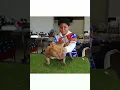 The Bully Dex Showdown 2006 Part 2