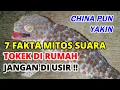 Download Lagu 7 Fakta Mitos Suara Tokek Di Rumah, Baik Atau Buruk, Jangan Di Usir !!