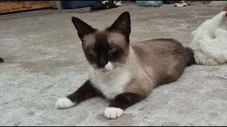 Let's Clean the CATS' HOUSE in a Live? π» Daily Vlog β€οΈ Real Life