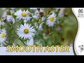 Download Lagu Introduction to SMOOTH ASTER: Plant Profile! (Aster laevis)
