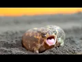 Rain frogs wake up Cute assortment 10