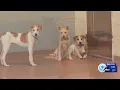 Looking for a new dog shelter in Syracuse