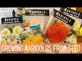 Download Lagu Marigold Flowers 101: Growing, Planting, \u0026 Harvesting 🌼 || How To Grow Marigolds From Seed To Flower