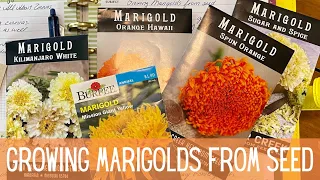 Marigold Flowers 101 Growing Planting Harvesting How To Grow Marigolds From Seed To Flower