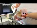 Download Lagu Adorable! Dad Takes Newborn Baby Monkey for His First Vaccination 🐒💉❤️