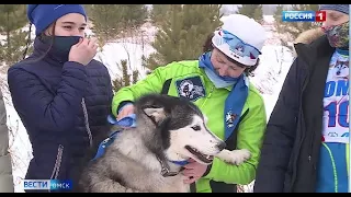 В Омске более 150 собак из разных городов примут участие в гонках на упряжках