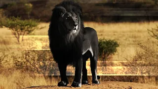 15 scary hybrid animals that actually exist