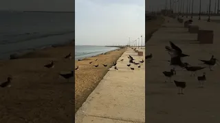صوت طائر النورس  صوت طائر النورس