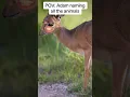 Adam naming all the animals be like