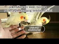 Download Lagu kaki burung falk yang terjepit kandang, update setelah 5 hari