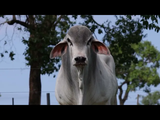 Touro Tabapuã TTAR - 515