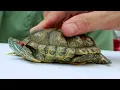 How do you tell the gender of a red eared slider turtle