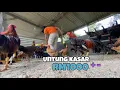 Download Lagu Jual ayam kampung buat belanja sebulan