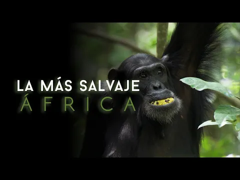 Download MP3 África más salvaje - Monte Kenia: corazón africano de hielo - S1 E8