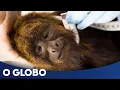 Lagu Um macaco é termômetro da febre amarela no Brasil