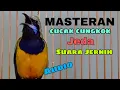 MASTERAN Cucak cungkok suara jernih jeda mp3
