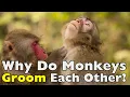 Why Do Monkeys Groom Each Other The Surprising Science Behind This Daily Ritual