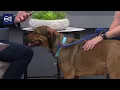 Meet Sadie KSL TV s pet of the week