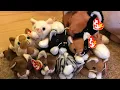 ALL BEANIE BABY CATS