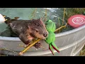 Beaver IQ discussion with Tater