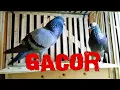 Download Lagu SUARA BURUNG MERPATI GACOR ❗❗❗ PIGEON SOUND | MEGAN MERPATI BALAP KOLONG