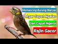 Lagu memancing burung manyar yang malas bunyi agar cepat gacor ngeroll #manyar #manyargacor #burungmanyar