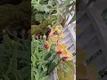 Exploring the Canton Orchid Garden Guangzhou s Hidden Floral Paradise