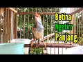 Download Lagu PRENJAK BETINA | PRENJAK BETINA Ngetir Panjang Istimewa Suara jernih, Cocok buat MASTERAN |